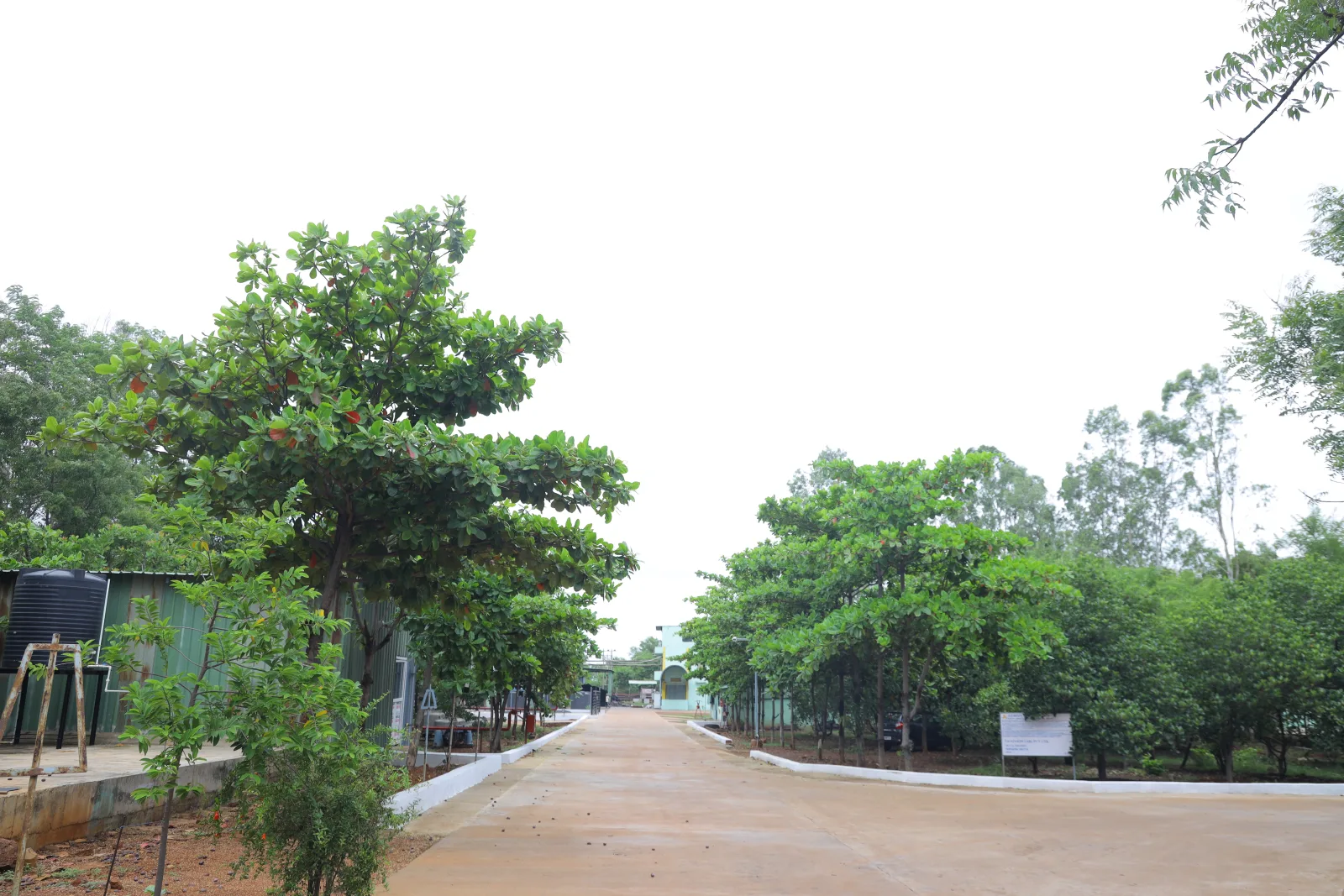 Plant Image